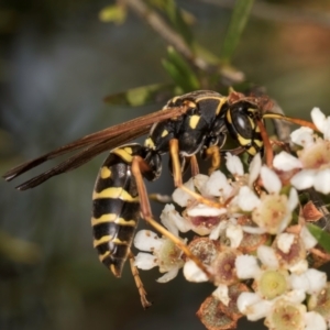 Polistes (Polistes) chinensis (Asian paper wasp) at Croke Place Grassland (CPG) by kasiaaus