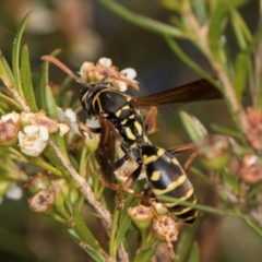 Polistes (Polistes) chinensis at Croke Place Grassland (CPG) - 27 Mar 2024