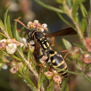 Polistes (Polistes) chinensis at Croke Place Grassland (CPG) - 27 Mar 2024 03:31 PM