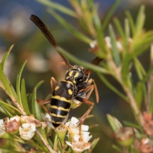 Polistes (Polistes) chinensis at Croke Place Grassland (CPG) - 27 Mar 2024 03:31 PM