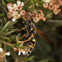 Polistes (Polistes) chinensis at Croke Place Grassland (CPG) - 27 Mar 2024 03:31 PM