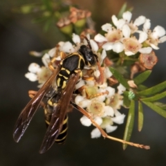 Polistes (Polistes) chinensis at Croke Place Grassland (CPG) - 27 Mar 2024 03:31 PM