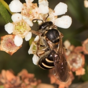 Lasioglossum (Chilalictus) bicingulatum at Croke Place Grassland (CPG) - 27 Mar 2024 03:32 PM