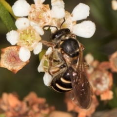 Unidentified Bee (Hymenoptera, Apiformes) at McKellar, ACT - 27 Mar 2024 by kasiaaus