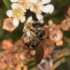 Lasioglossum (Chilalictus) bicingulatum at Croke Place Grassland (CPG) - 27 Mar 2024 03:32 PM