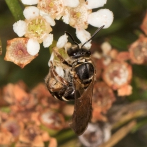 Lasioglossum (Chilalictus) bicingulatum at Croke Place Grassland (CPG) - 27 Mar 2024