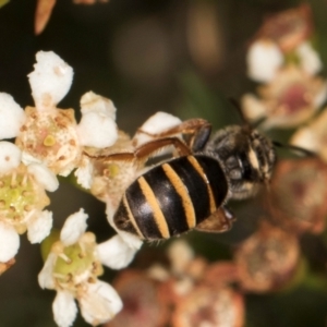 Lasioglossum (Chilalictus) bicingulatum at Croke Place Grassland (CPG) - 27 Mar 2024 03:32 PM