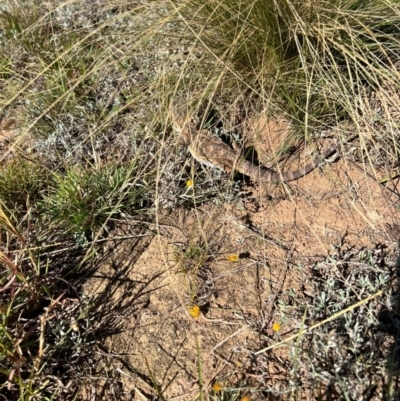 Pogona barbata (Eastern Bearded Dragon) at Ainslie, ACT - 24 Mar 2024 by AmyJB