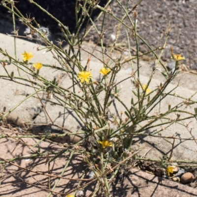 Chondrilla juncea (Skeleton Weed) at Lawson North Grasslands - 27 Mar 2024 by kasiaaus