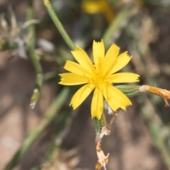 Chondrilla juncea at Dawn Crescent Grassland (DCG) - 27 Mar 2024