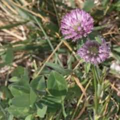 Trifolium pratense at Lawson, ACT - 27 Mar 2024 by kasiaaus