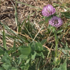 Trifolium pratense at Dawn Crescent Grassland (DCG) - 27 Mar 2024 02:48 PM