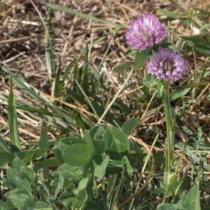 Trifolium pratense at Dawn Crescent Grassland (DCG) - 27 Mar 2024