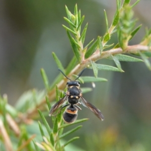 Eumeninae (subfamily) at Hall, ACT - 4 Mar 2024