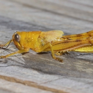 Valanga irregularis at Wellington Point, QLD - 28 Mar 2024