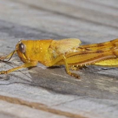 Valanga irregularis (Hedge Grasshopper) at Wellington Point, QLD - 28 Mar 2024 by TimL