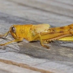 Valanga irregularis (Hedge Grasshopper) at suppressed - 27 Mar 2024 by TimL