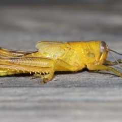 Valanga irregularis at Wellington Point, QLD - 28 Mar 2024