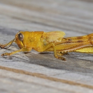 Valanga irregularis at Wellington Point, QLD - 28 Mar 2024