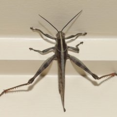 Austracris proxima (Spur-throated locust) at Wellington Point, QLD - 28 Mar 2024 by TimL