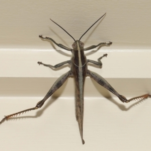 Austracris proxima at Wellington Point, QLD - 28 Mar 2024