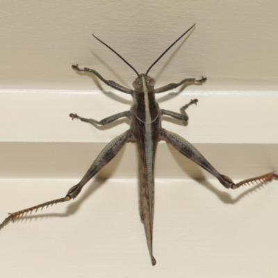 Unidentified Grasshopper (several families) at Wellington Point, QLD - 27 Mar 2024 by TimL