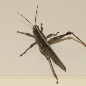 Austracris proxima at Wellington Point, QLD - 28 Mar 2024