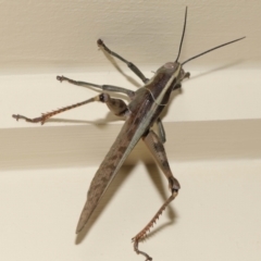 Austracris proxima at Wellington Point, QLD - suppressed