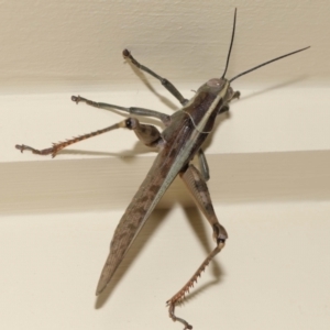 Austracris proxima at Wellington Point, QLD - 28 Mar 2024