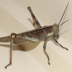 Austracris proxima at Wellington Point, QLD - 28 Mar 2024