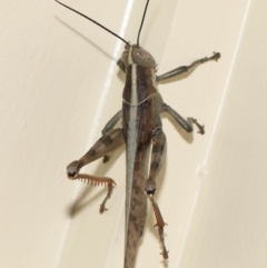 Austracris proxima at Wellington Point, QLD - 28 Mar 2024