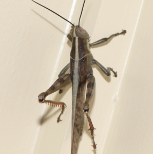Austracris proxima at Wellington Point, QLD - suppressed