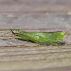 Tettigoniidae (family) (Unidentified katydid) at suppressed - 27 Mar 2024 by TimL