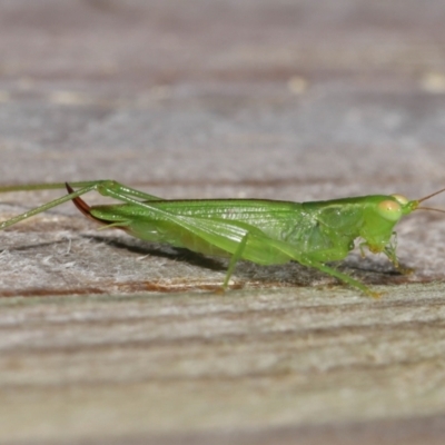 Tettigoniidae (family) (Unidentified katydid) at suppressed - 27 Mar 2024 by TimL