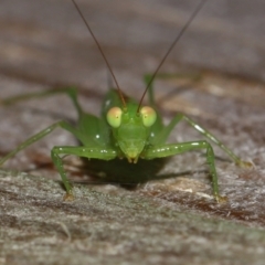 Tettigoniidae (family) at Wellington Point, QLD - suppressed