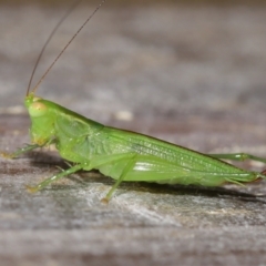 Tettigoniidae (family) at Wellington Point, QLD - suppressed