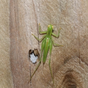 Tettigoniidae (family) at Wellington Point, QLD - 28 Mar 2024