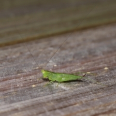 Tettigoniidae (family) at Wellington Point, QLD - suppressed