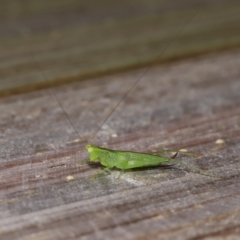 Tettigoniidae (family) at Wellington Point, QLD - 28 Mar 2024