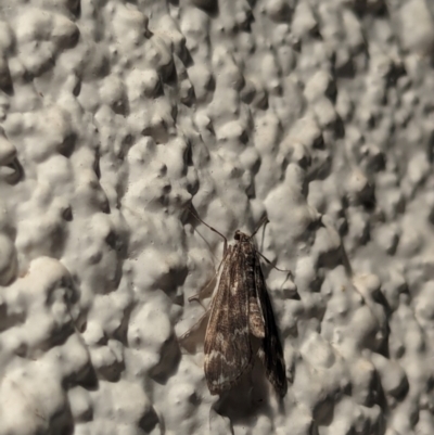 Hygraula nitens (Pond Moth) at Watson, ACT - 28 Mar 2024 by AniseStar