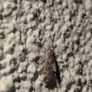 Hygraula nitens (Pond Moth) at suppressed by AniseStar