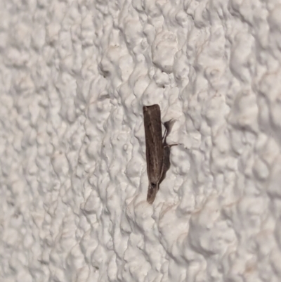 Unidentified Pyralid or Snout Moth (Pyralidae & Crambidae) at Watson, ACT - 28 Mar 2024 by AniseStar