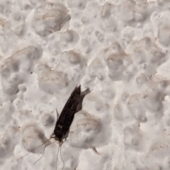 Unidentified Curved-horn moth (all Gelechioidea except Oecophoridae) at Watson, ACT - 28 Mar 2024 by AniseStar