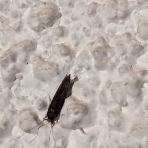 Unidentified Caddisfly (Trichoptera) at suppressed by AniseStar