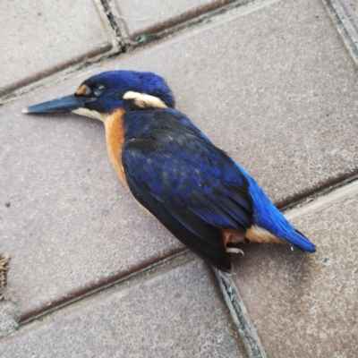 Ceyx azureus (Azure Kingfisher) at Yerrinbool, NSW - 28 Mar 2024 by 1KM