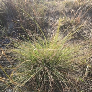 Eragrostis curvula at Block 402 - 29 Mar 2024