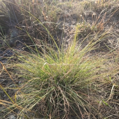 Eragrostis curvula (African Lovegrass) at Block 402 - 28 Mar 2024 by brettguy80