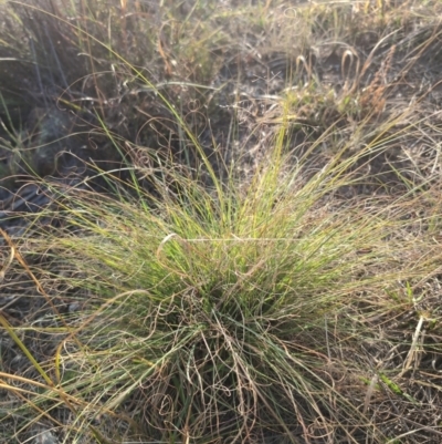 Eragrostis curvula at Denman Prospect, ACT - 28 Mar 2024 by brettguy80