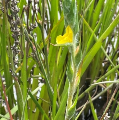 Philydrum lanuginosum (Frogsmouth) at QPRC LGA - 4 Feb 2024 by JaneR