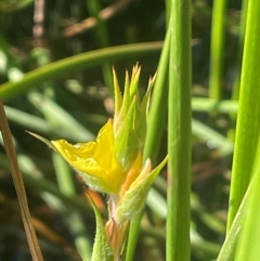 Philydrum lanuginosum (Frogsmouth) at Kelgoola, NSW - 24 Mar 2024 by JaneR